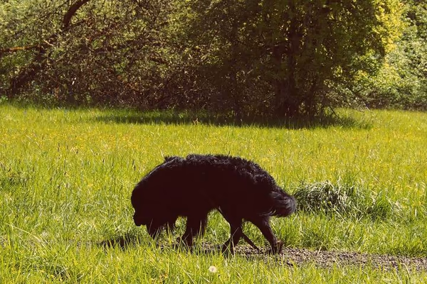 Woodland Meadow Park Off Leash Area photo 2